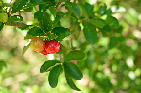 Cherry Thailand.の写真素材
