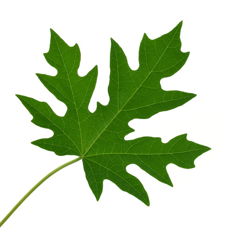 papaya leaf on white backgroundの写真素材