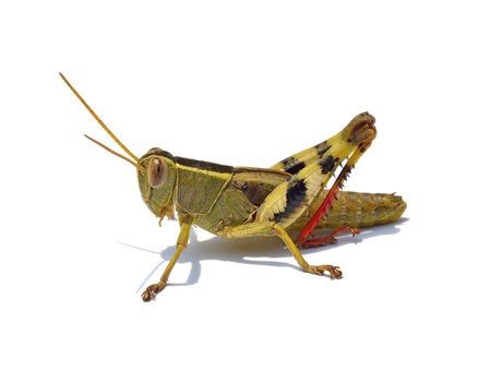 grasshopper isolated on  white backgroundの写真素材