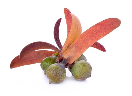 Dipterocarpus Alatus Flower on white backgroundの写真素材