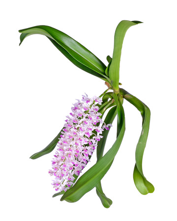 Rhynchostylis isolated on white backgroundの写真素材