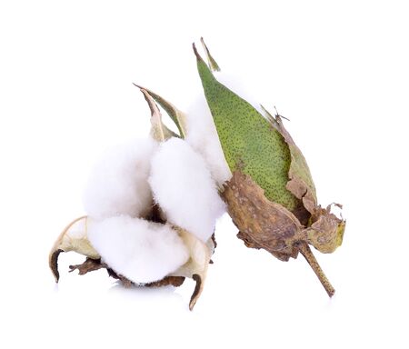 Cotton plant flower isolated on white backgroundの写真素材