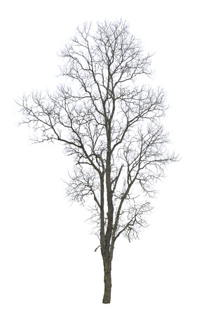 dead tree isolated on white backgroundの写真素材