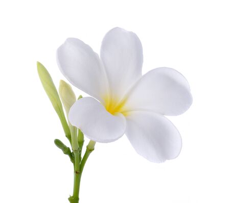 white frangipani flower isolated whiteの写真素材