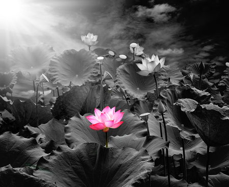 Lotus flower and Lotus flower plantsの写真素材