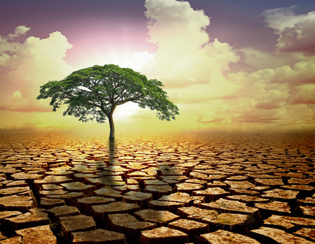 Lonely green tree under dramatic evening sunset sky at drought cracked.の写真素材