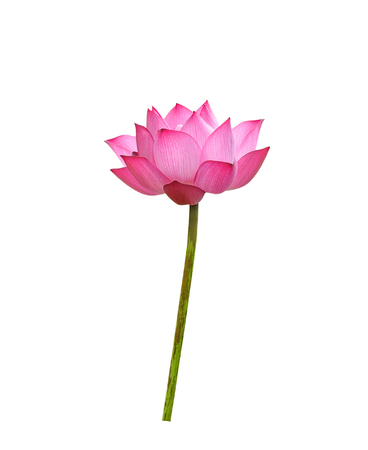Lotus flower  on white background.の写真素材