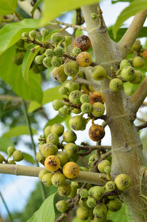 thai fig tree