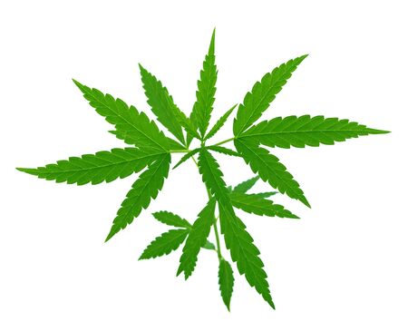Cannabis leaf, marijuana leaf on white backgroundの写真素材