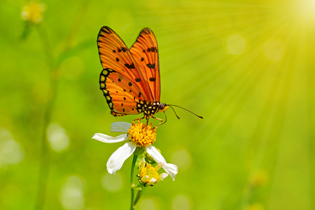 Butterflies and Flowersの写真素材