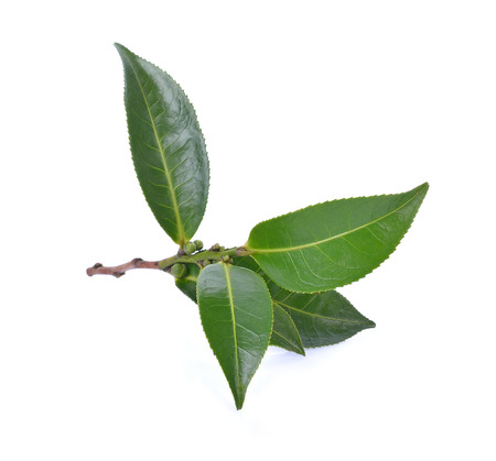 Green tea leafの写真素材