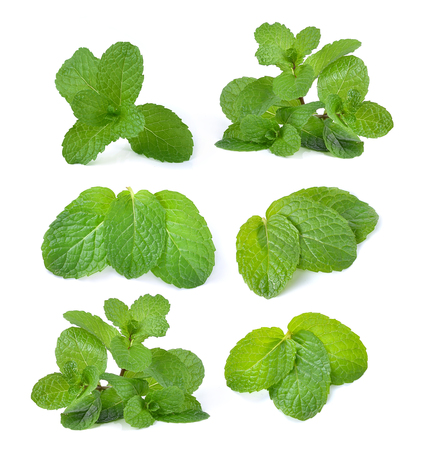 mint leaves isolated on white backgroundの写真素材