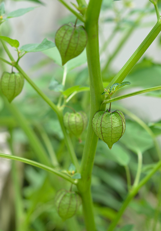 Cape gooseberry (physalis)の写真素材