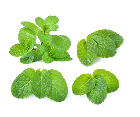 mint leaves isolated on white backgroundの写真素材
