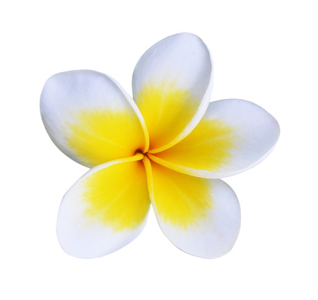 Frangipani flower isolated on whiteの写真素材