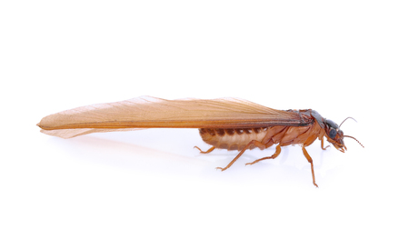 alates,termite isolated on  white backgroundの写真素材