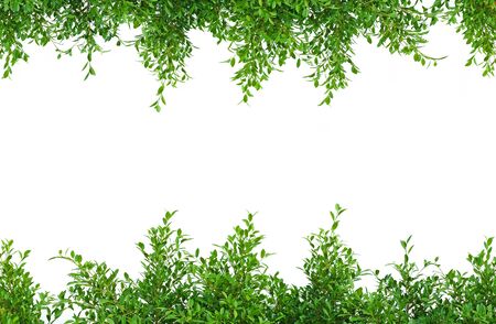 green leaves on white backgroundの写真素材
