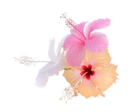 hibiscus isolated on white backgroundの写真素材
