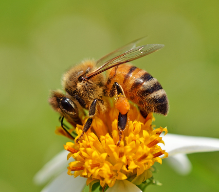beeの写真素材