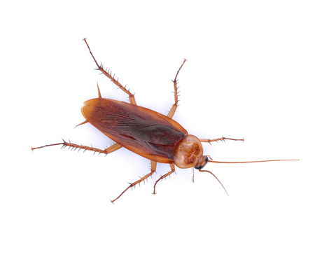 Cockroachの写真素材