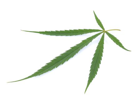 Cannabis leaf, marijuana leaf isolated on white backgroundの写真素材