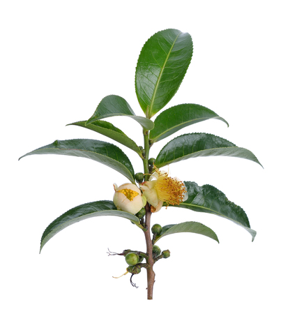tea Flowers  on white backgroundの写真素材