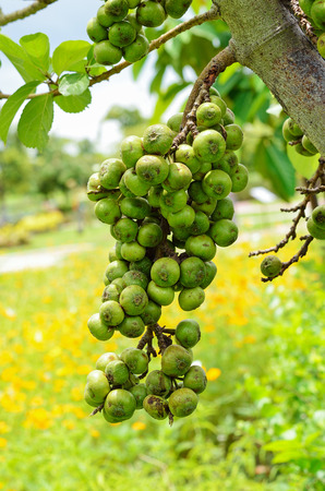 thai fig treeの写真素材