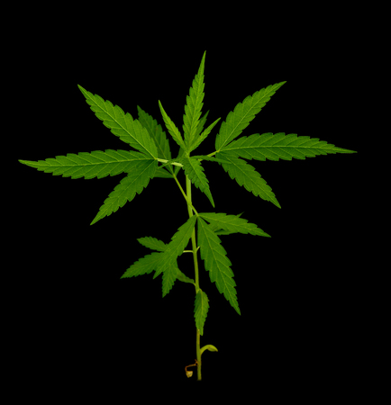 Cannabis leaf, marijuana leafの写真素材