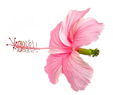 Flowers on a white background.の写真素材