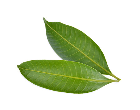 Mango leaf on a white backgroundの写真素材