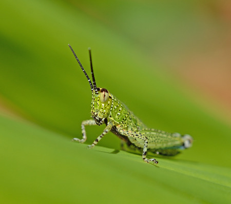 Grasshopperの写真素材