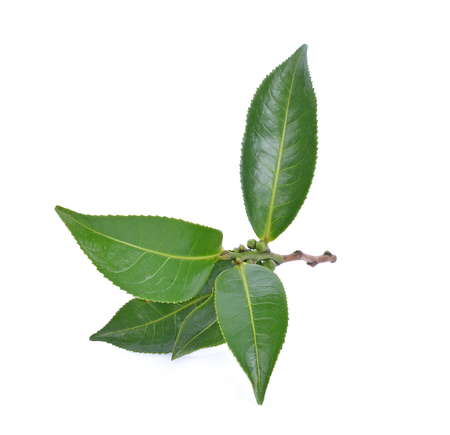 Green tea leafの写真素材