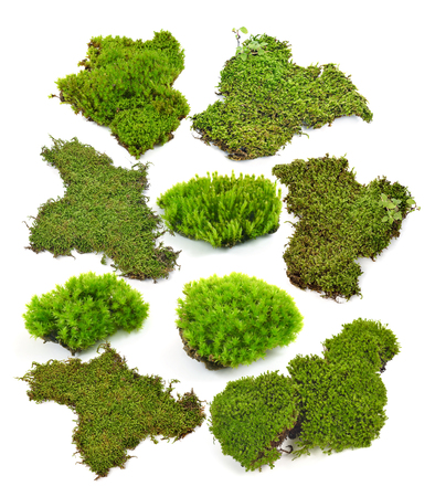 Green moss isolated on white bakgroundの写真素材