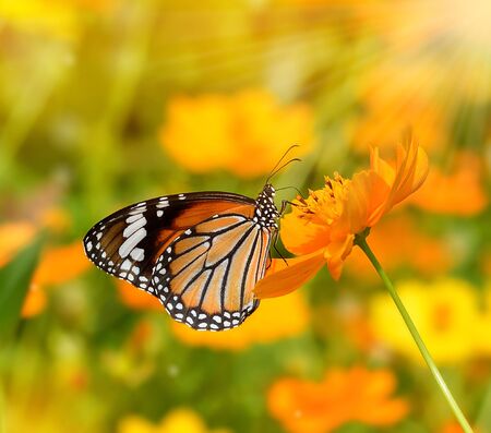 Butterflies and Flowersの写真素材