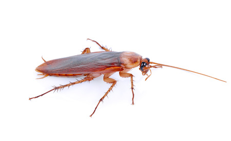 Cockroach isolated on a white backgroundの写真素材