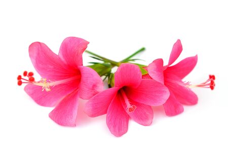Flowers on a white background.の写真素材