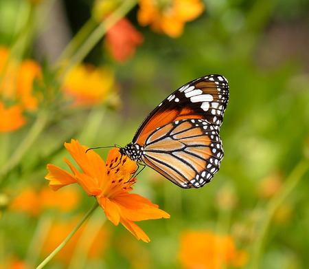 Butterflies and Flowersの写真素材
