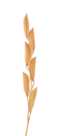 rice grains  isolated on white backgroundの写真素材