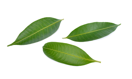Mango leaf on a white backgroundの写真素材