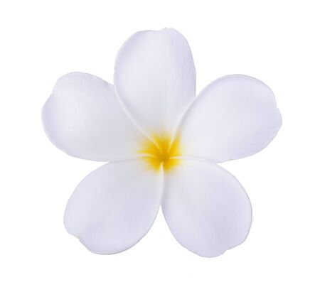 white frangipani flower isolated whiteの写真素材
