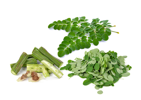 Moringa on white background.の写真素材