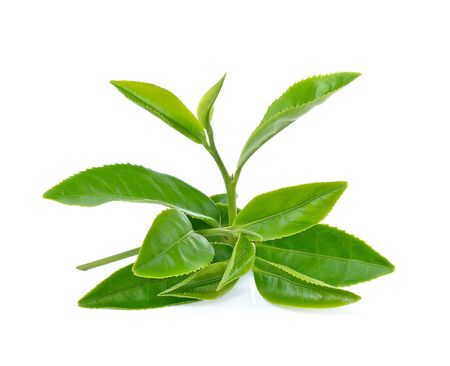 Green tea leaf isolated on white backgroundの写真素材