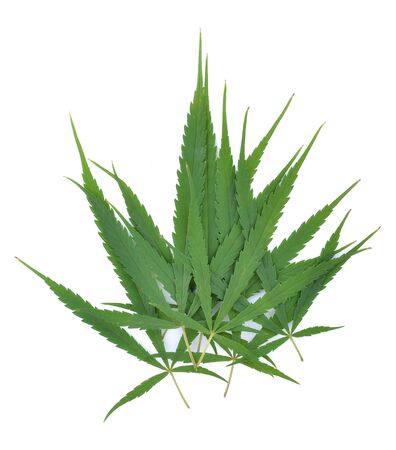 Cannabis leaf, marijuana leaf on white backgroundの写真素材