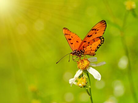 Butterflies and Flowersの写真素材