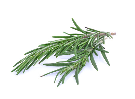 Rosemary isolated on white backgroundの写真素材