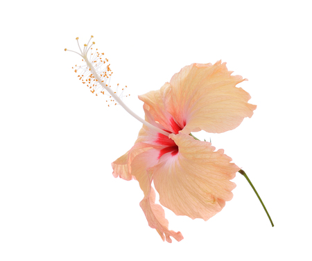 hibiscus on white backgroundの写真素材