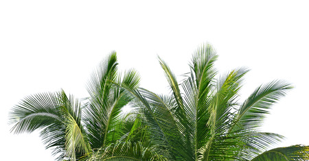 coconut leaves on white backgroundの写真素材