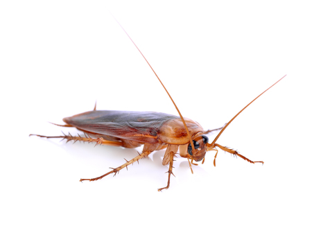 Cockroach isolated on a white backgroundの写真素材
