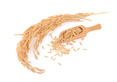 rice grains  isolated on white backgroundの写真素材