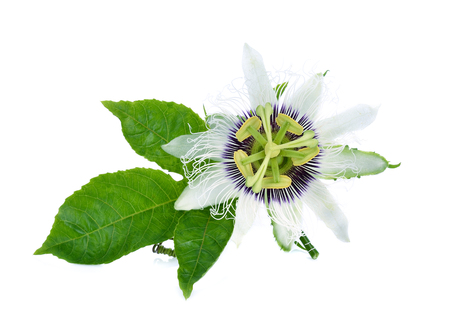 passion flower isolated on white backgroundの写真素材